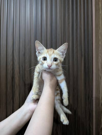 Ginger Kitten Female Cat For Free