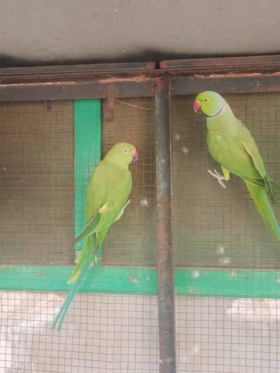 Katay full bredar pair 2pair
