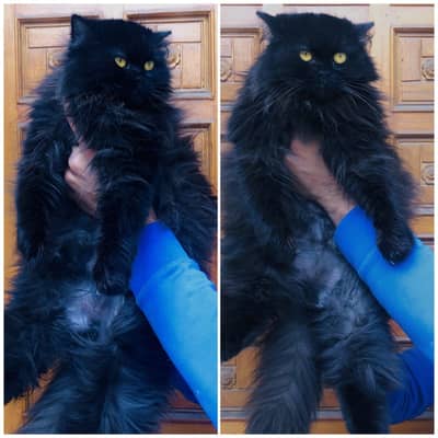 cash on delivery Persian kitten cats