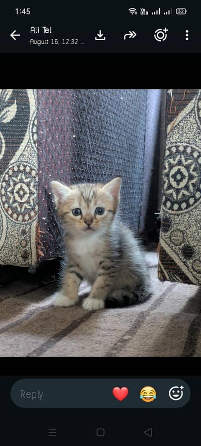 kitten female