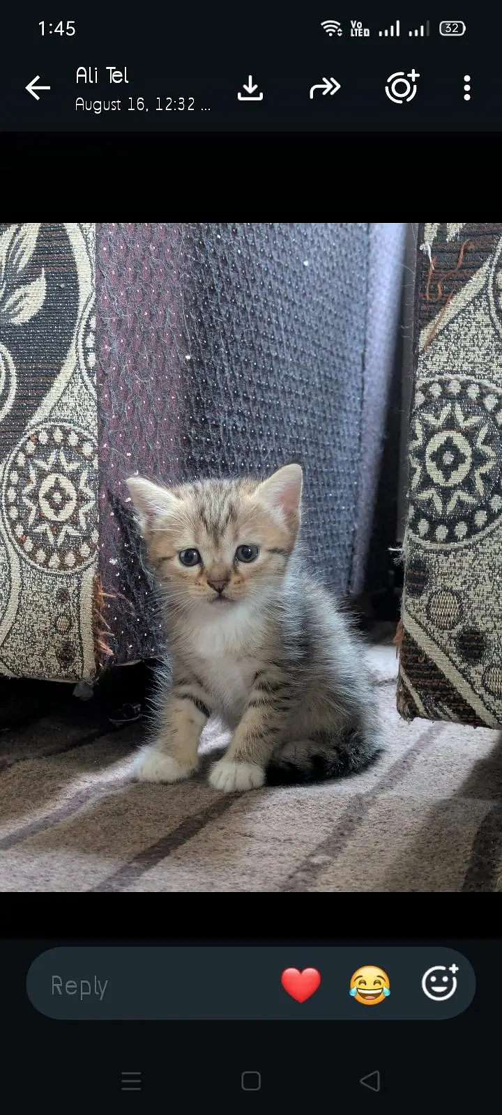 kitten female — photo 2