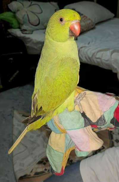 Hand Tame Talking Ringneck Bird - 7 Months Age