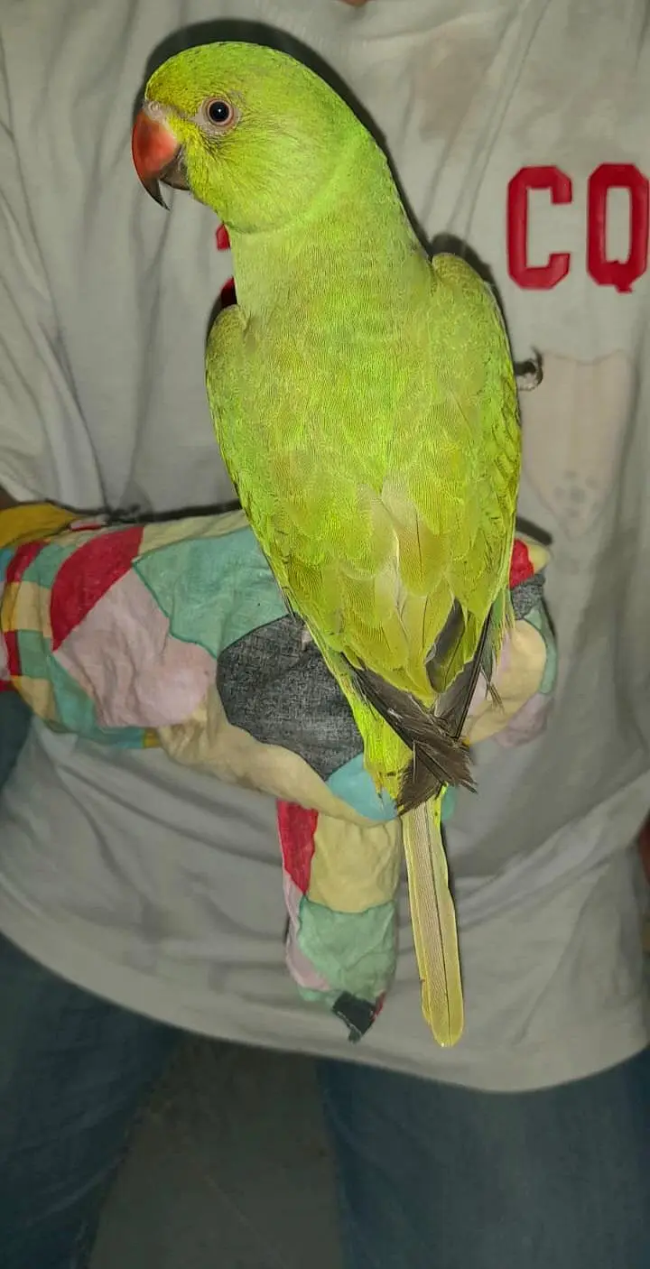 Hand Tame Talking Ringneck Bird - 7 Months Age — photo 2