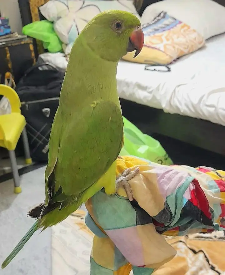 Hand Tame Talking Ringneck Bird - 7 Months Age — photo 3