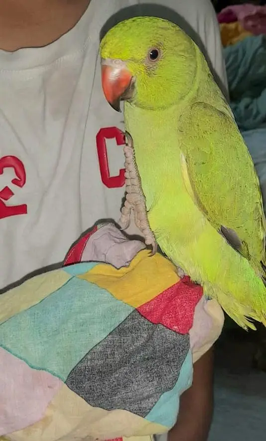 Hand Tame Talking Ringneck Bird - 7 Months Age — photo 4