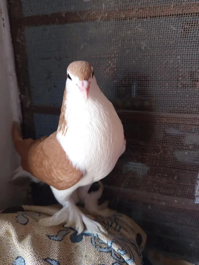Sherazi Breed Red Sherazi  and Black and white sherazi Sale — photo 4