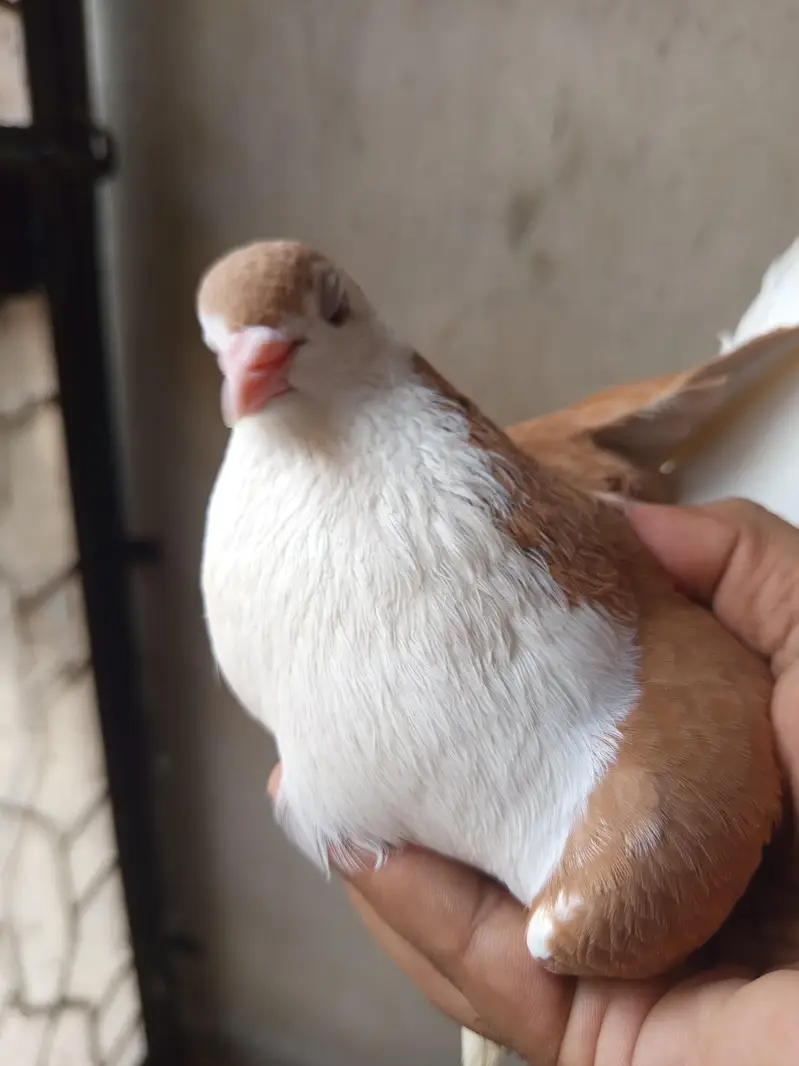 Sherazi Breed Red Sherazi  and Black and white sherazi Sale — photo 8