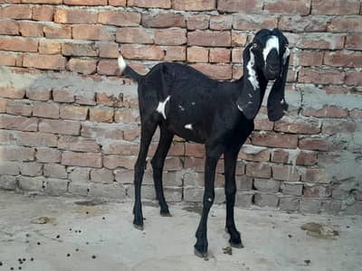 *"Urgent Sale Pure Beetal Black White Goat Faisalabad"*