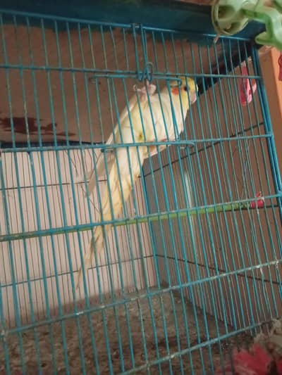 cocktail and cage