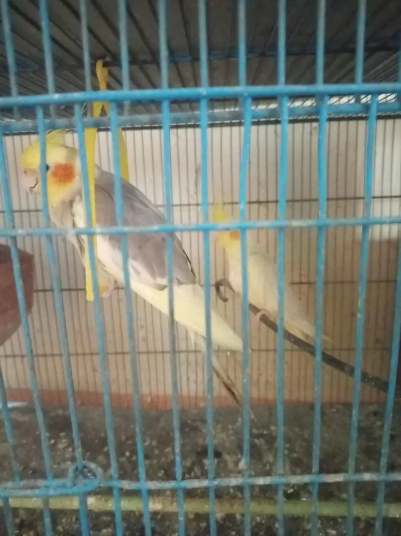 cocktail and cage — photo 2