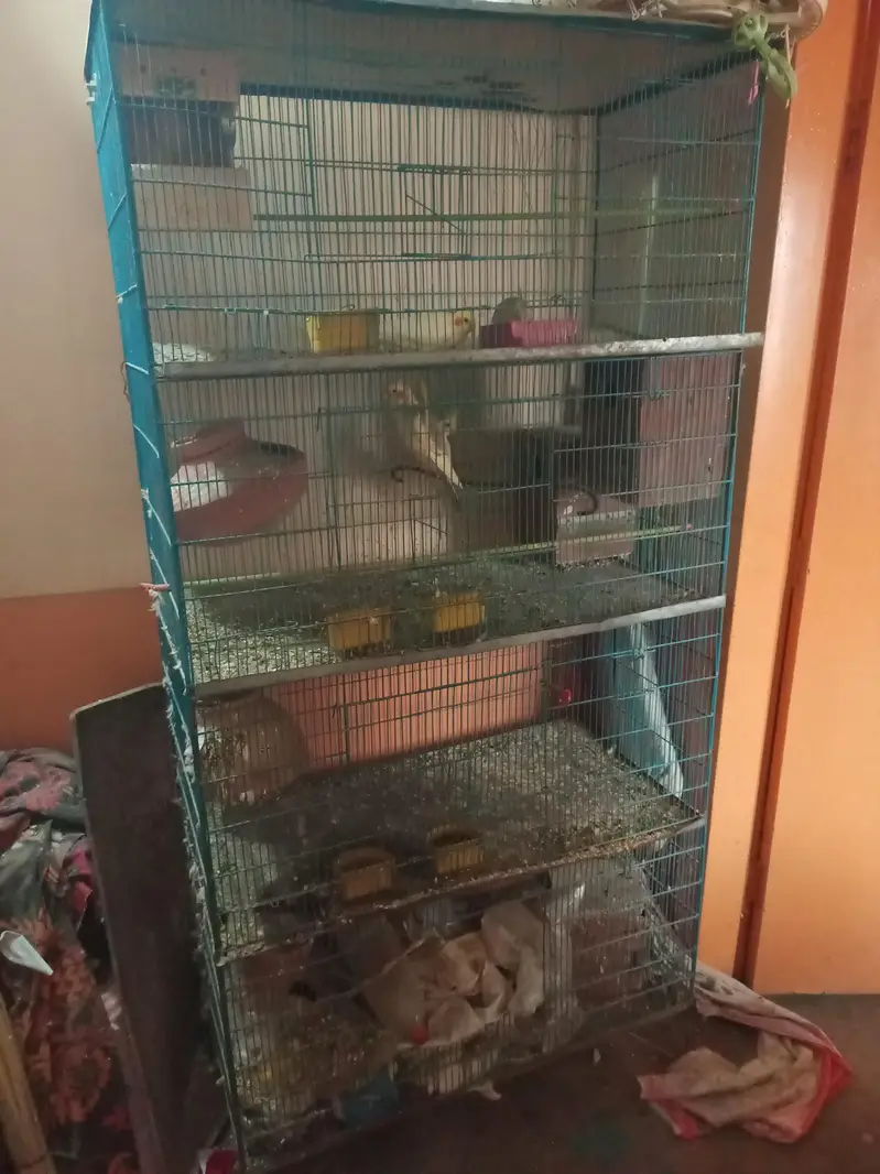 cocktail and cage — photo 3
