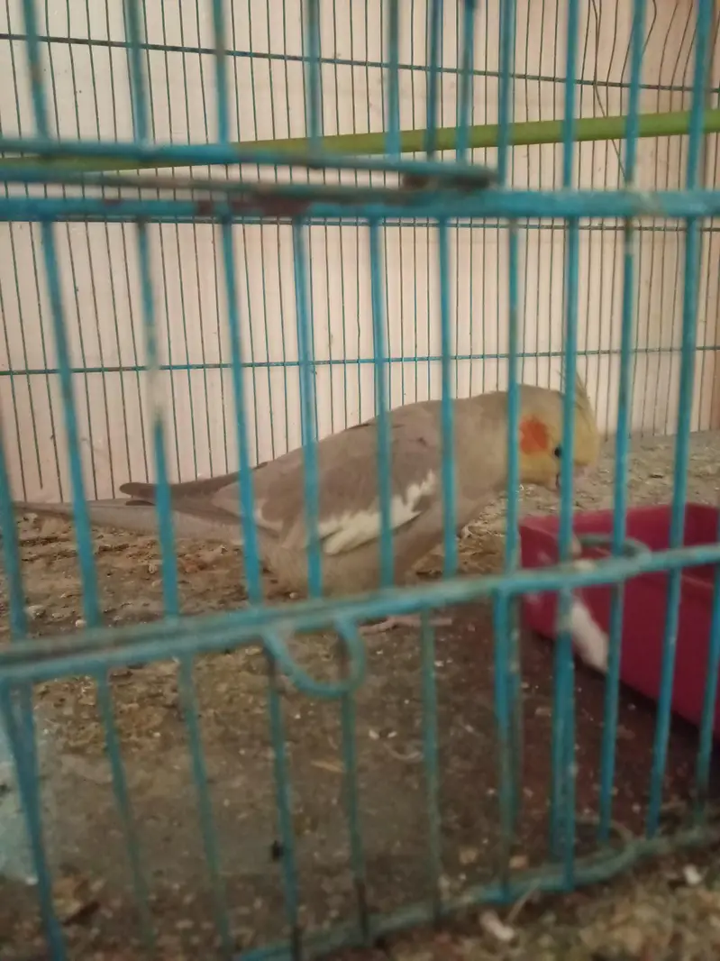 cocktail and cage — photo 4
