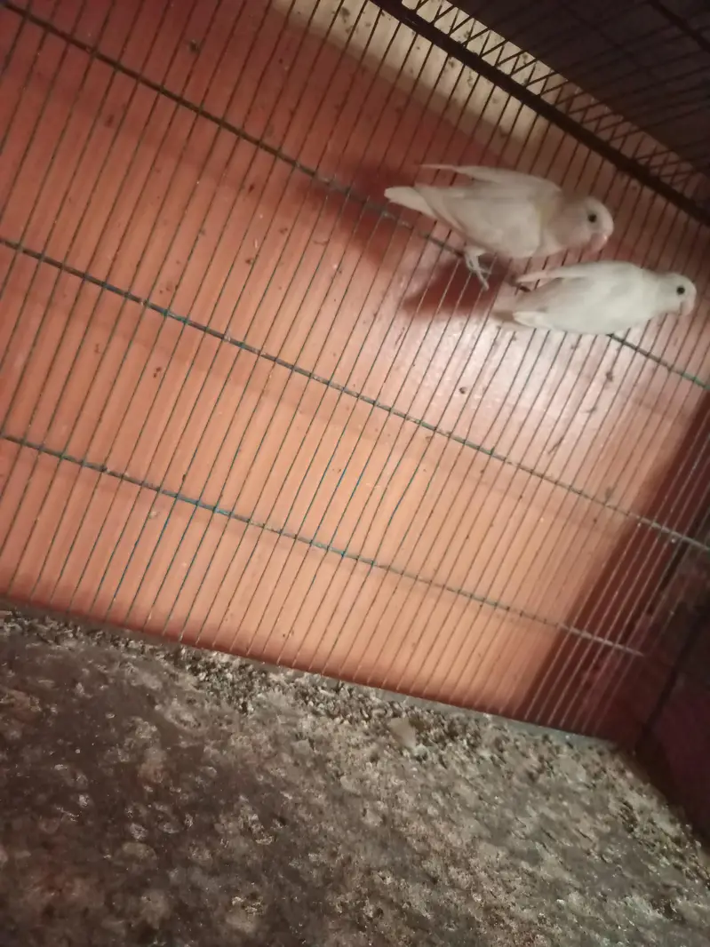 cocktail and cage — photo 5