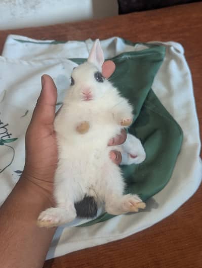 both zayada rabbits hora ha mara pass bara rabbits be ha red eyes
