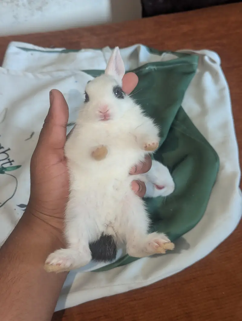 both zayada rabbits hora ha mara pass bara rabbits be ha red eyes
