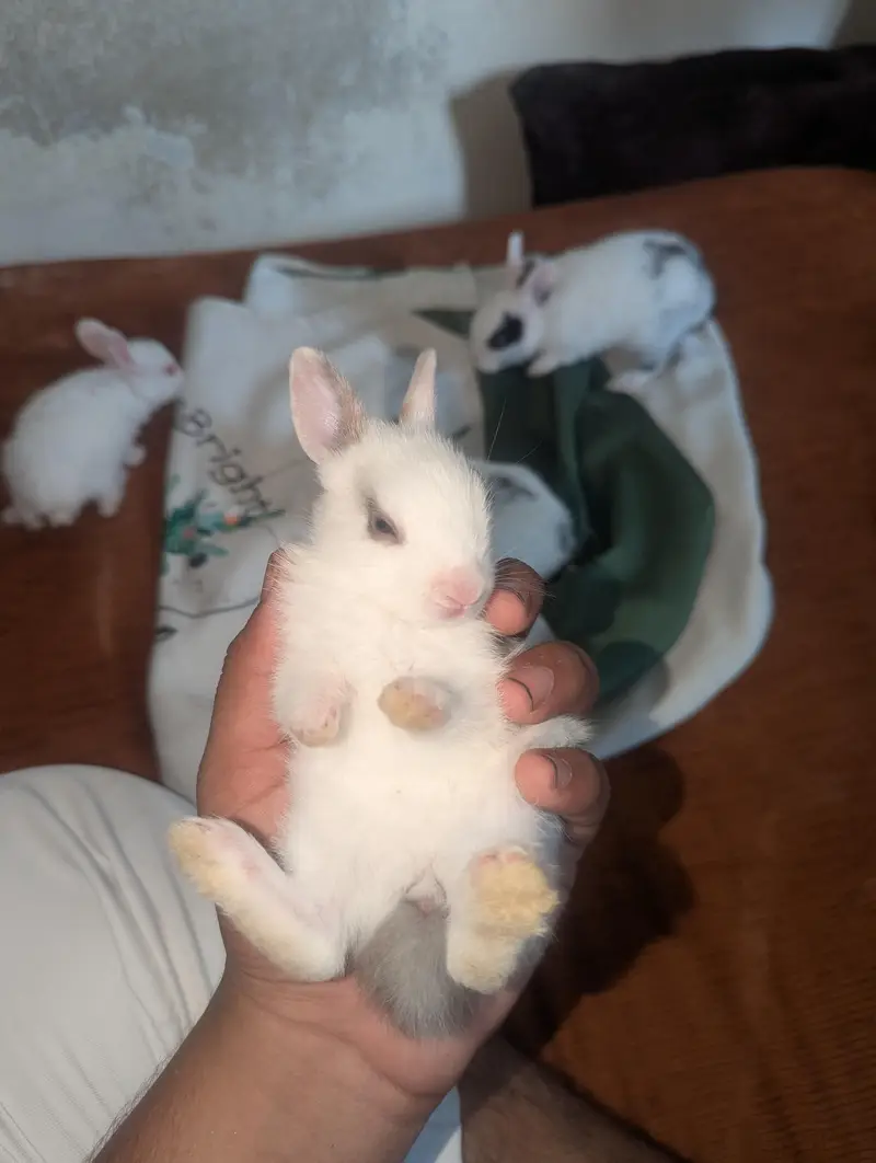 both zayada rabbits hora ha mara pass bara rabbits be ha red eyes — photo 2