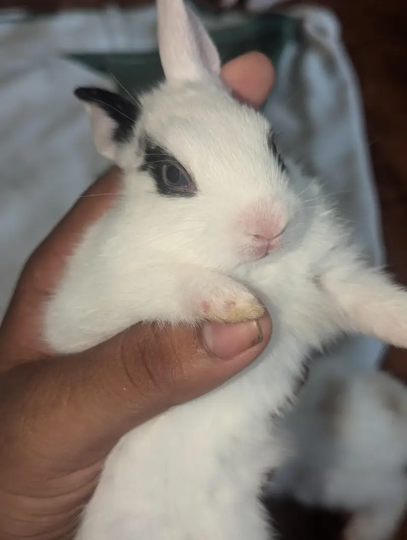 both zayada rabbits hora ha mara pass bara rabbits be ha red eyes — photo 3