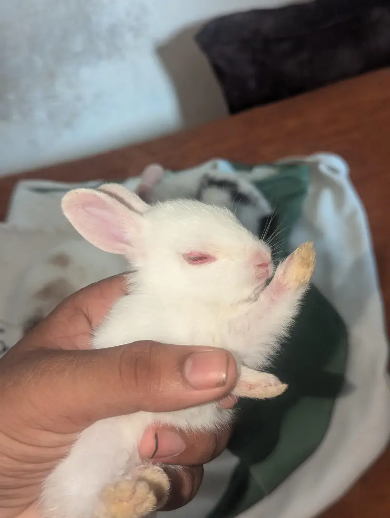 both zayada rabbits hora ha mara pass bara rabbits be ha red eyes — photo 4