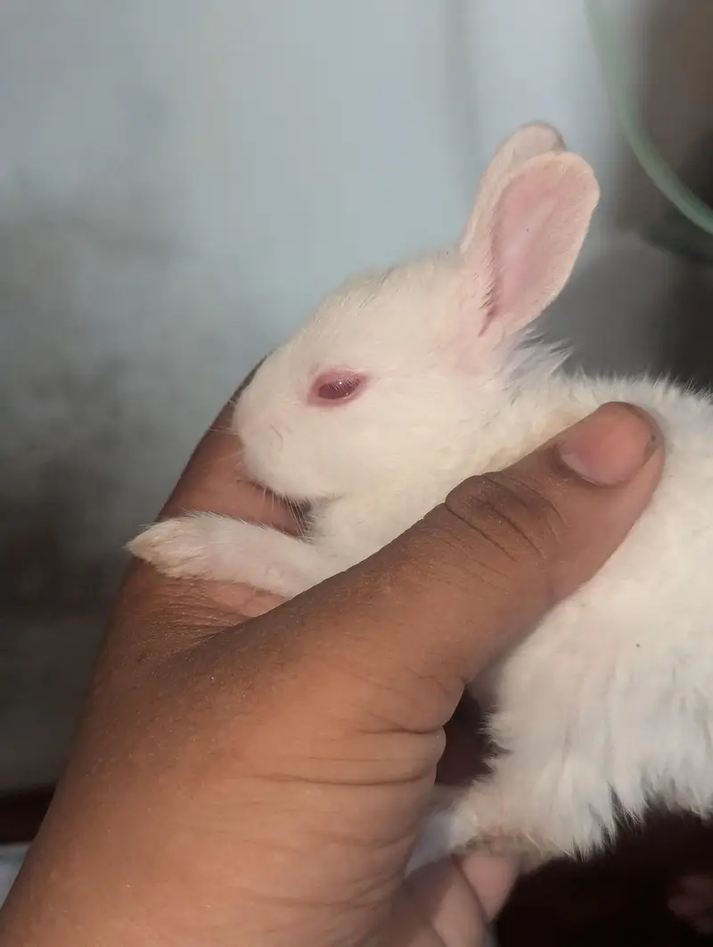both zayada rabbits hora ha mara pass bara rabbits be ha red eyes — photo 5