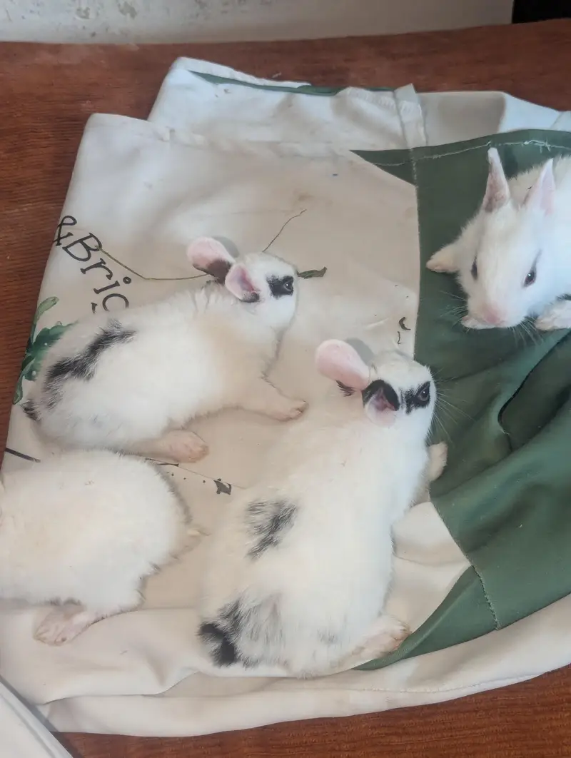 both zayada rabbits hora ha mara pass bara rabbits be ha red eyes — photo 6