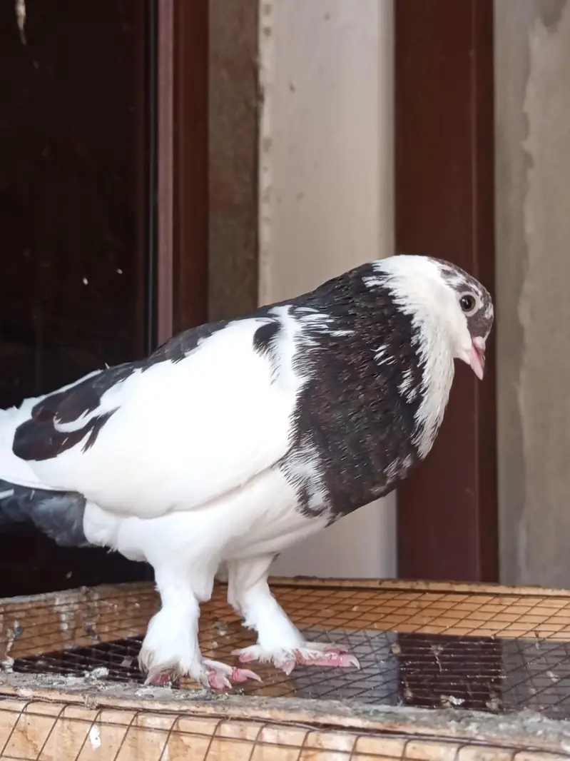 Sherazi Breed Red Sherazi  and Black and white sherazi Sale — photo 9