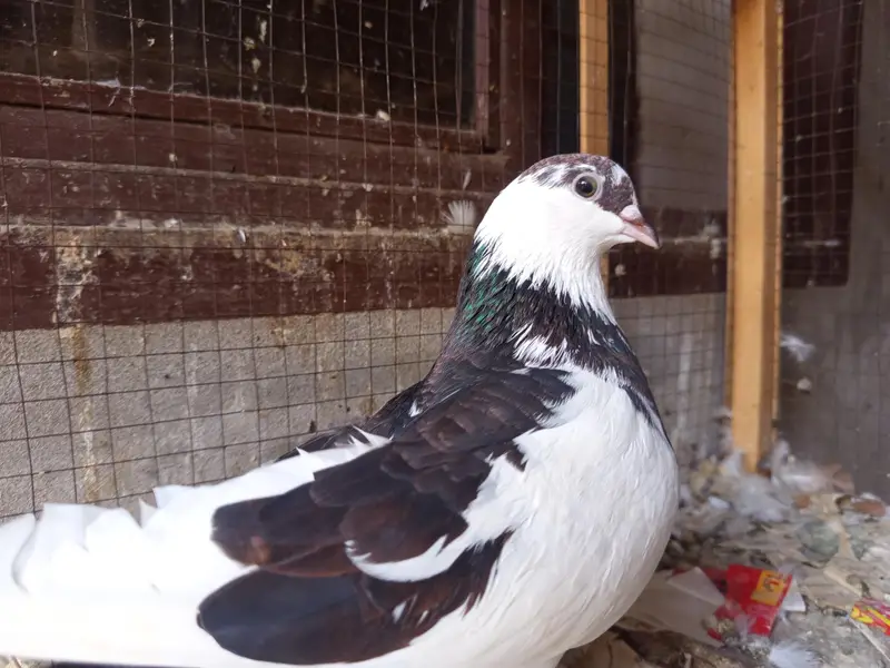 Sherazi Breed Red Sherazi  and Black and white sherazi Sale — photo 11