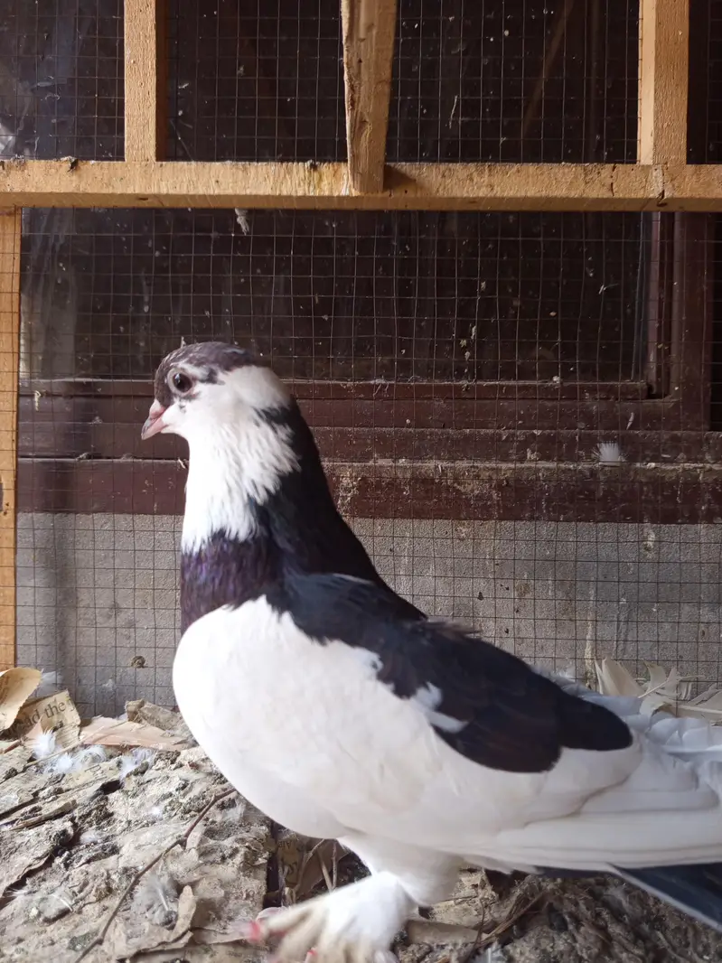 Sherazi Breed Red Sherazi  and Black and white sherazi Sale — photo 12