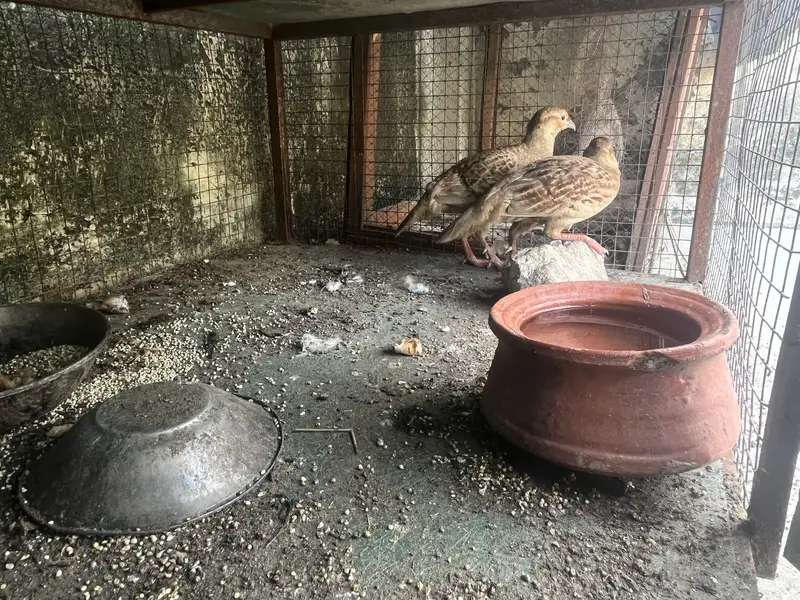 Teetar for sale — photo 3