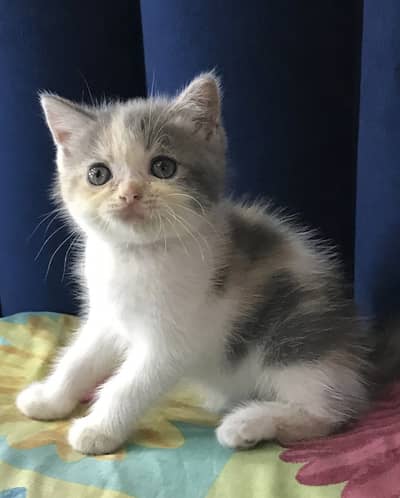 Short hair Persian kitten - Triple Coated kitten/cat for sale