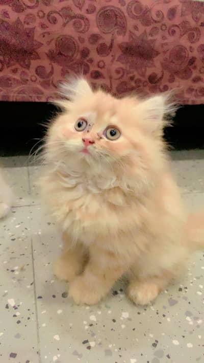 Persian Cat triple coating