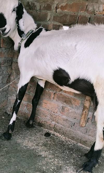 4 Beetal Bari  Bakri || 2.5 KG Bakri || sargodha