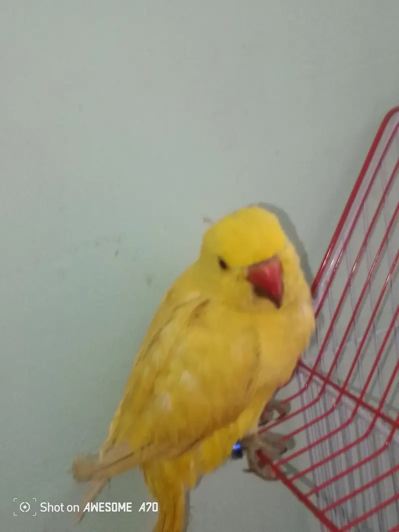 yellow ringneck parrot pair — photo 3