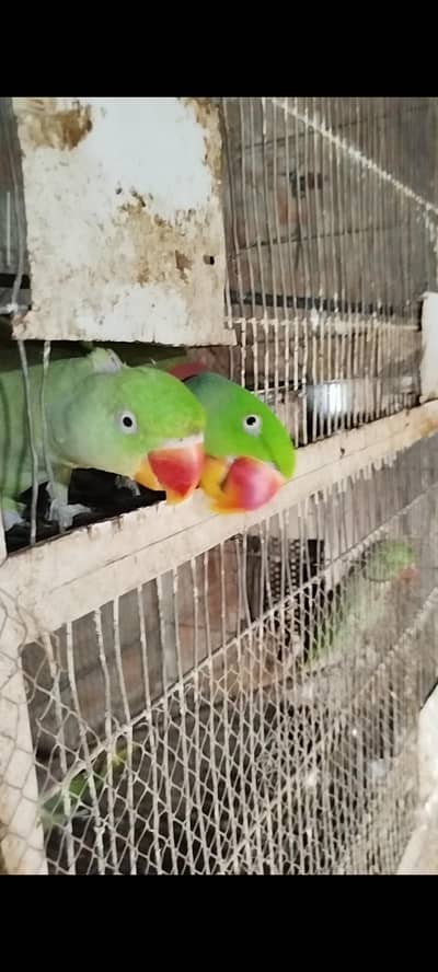 Healthy Alexander Parrots (Raw Parrots) 2 breeder Pairs & 1 Chick