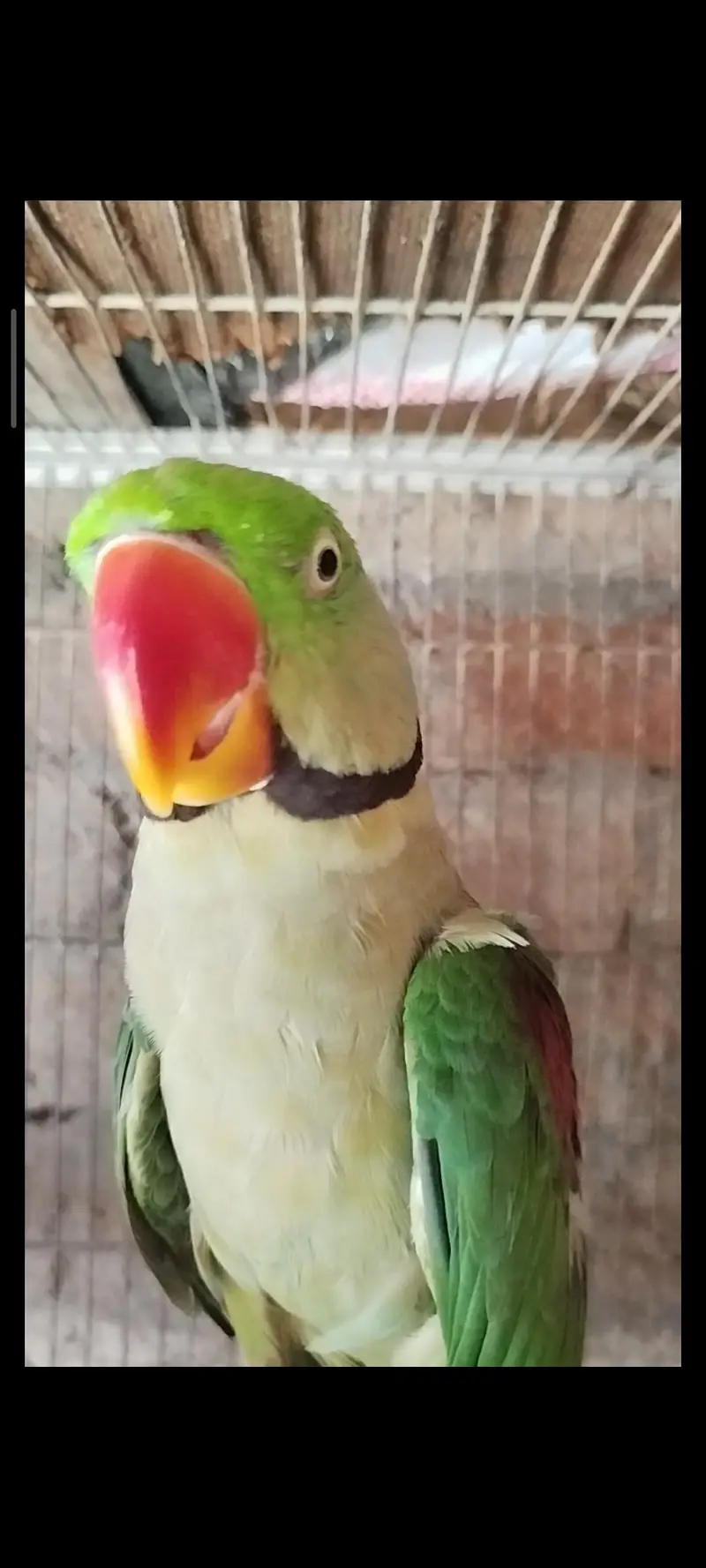 Healthy Alexander Parrots (Raw Parrots) 2 breeder Pairs & 1 Chick — photo 2