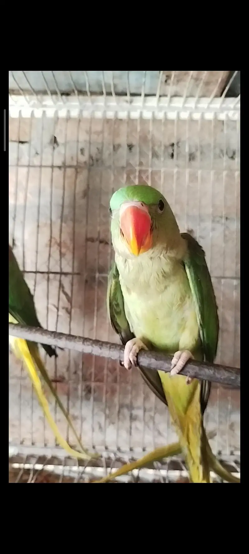 Healthy Alexander Parrots (Raw Parrots) 2 breeder Pairs & 1 Chick — photo 3