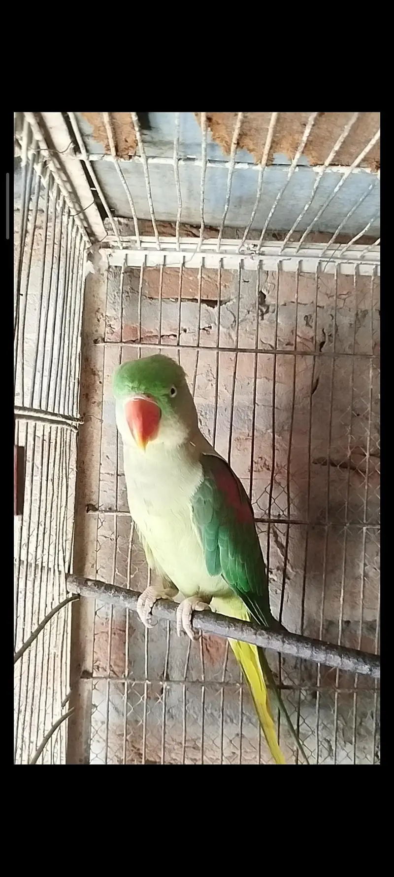Healthy Alexander Parrots (Raw Parrots) 2 breeder Pairs & 1 Chick — photo 4