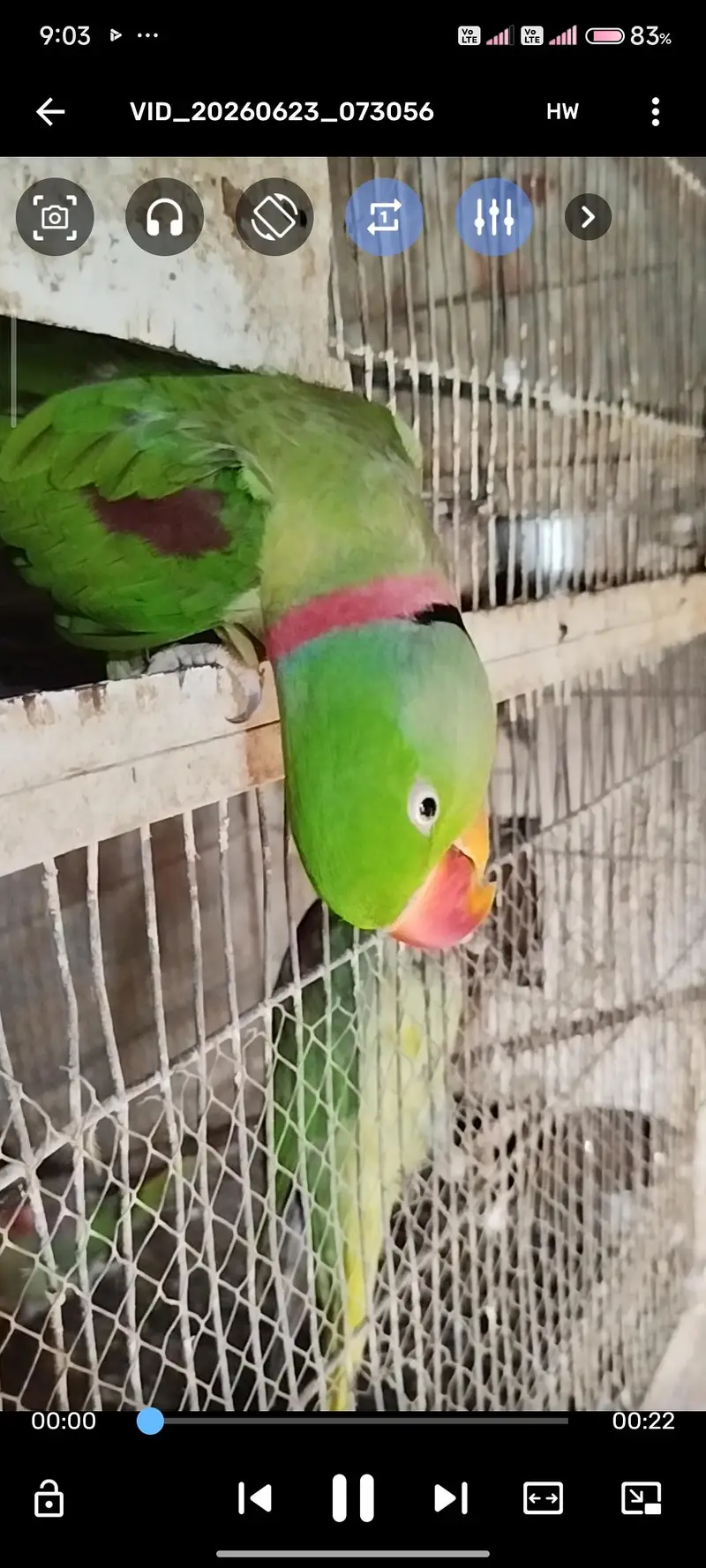 Healthy Alexander Parrots (Raw Parrots) 2 breeder Pairs & 1 Chick — photo 5