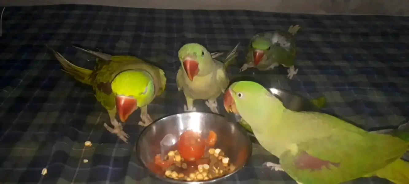Healthy Alexander Parrots (Raw Parrots) 2 breeder Pairs & 1 Chick — photo 6