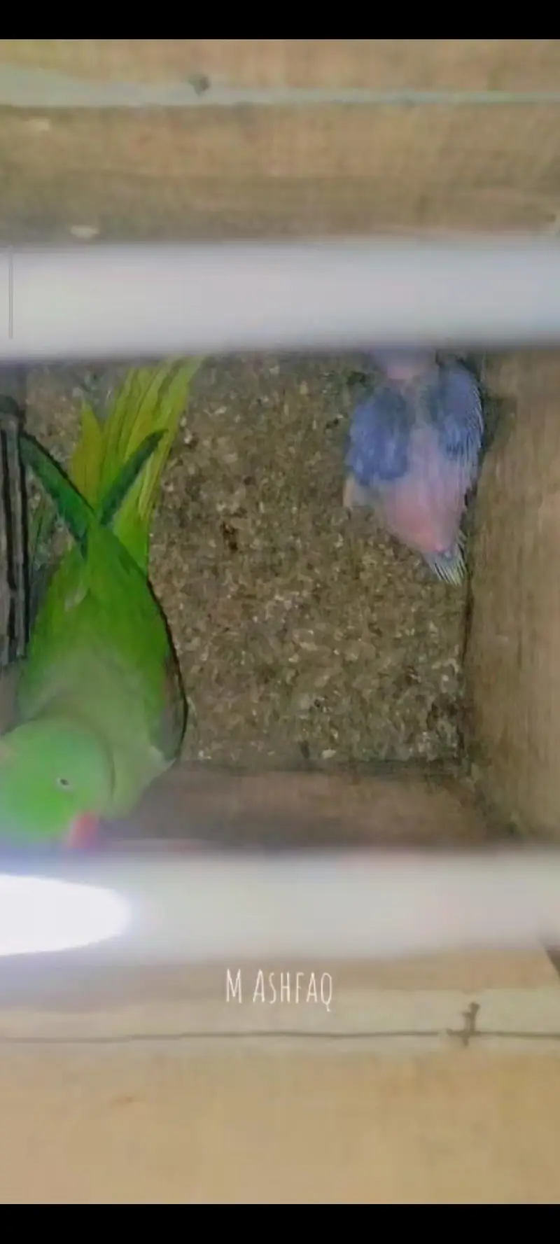 Healthy Alexander Parrots (Raw Parrots) 2 breeder Pairs & 1 Chick — photo 7
