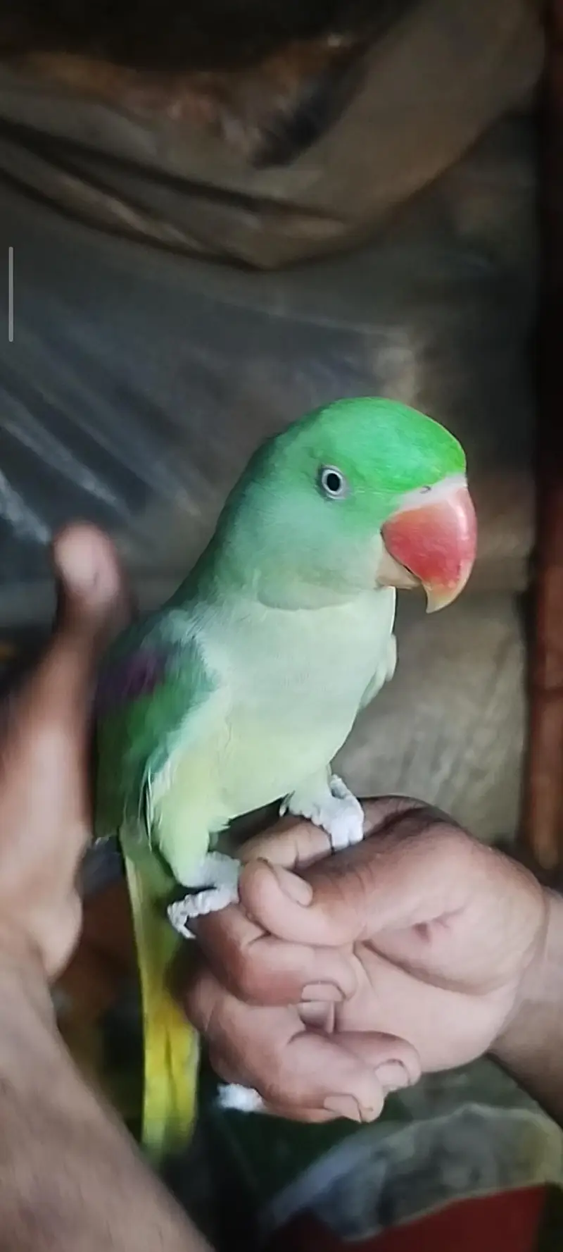 Healthy Alexander Parrots (Raw Parrots) 2 breeder Pairs & 1 Chick — photo 8