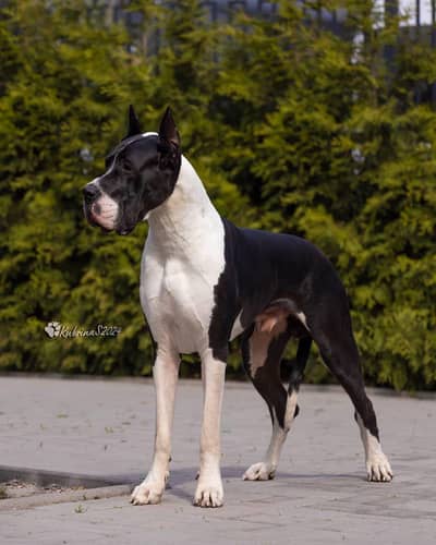 IMPORTED GREAT DANE PUPPIES AVAILABLE FOR SALE