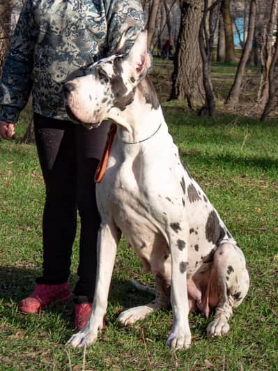 IMPORTED GREAT DANE PUPPIES AVAILABLE FOR SALE