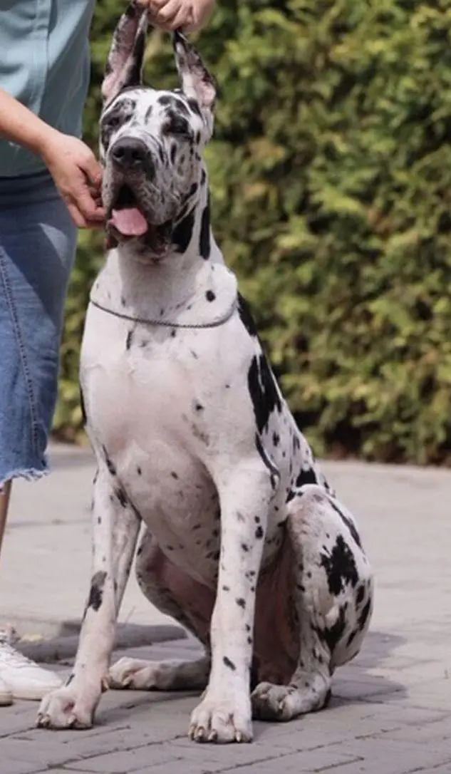 IMPORTED GREAT DANE PUPPIES AVAILABLE FOR SALE — photo 5