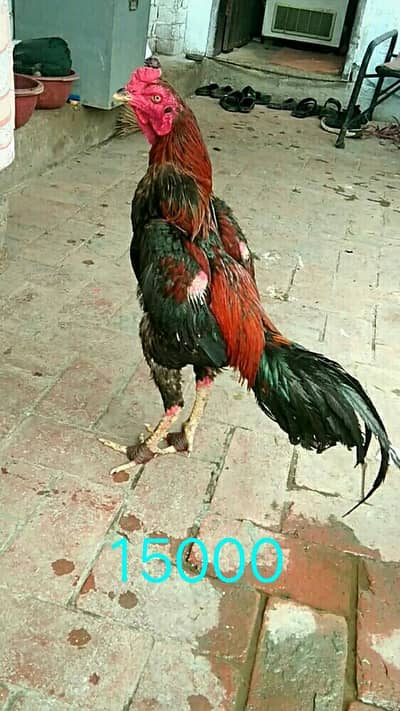 Thai vait nami cross murgha +Murghi+chicks