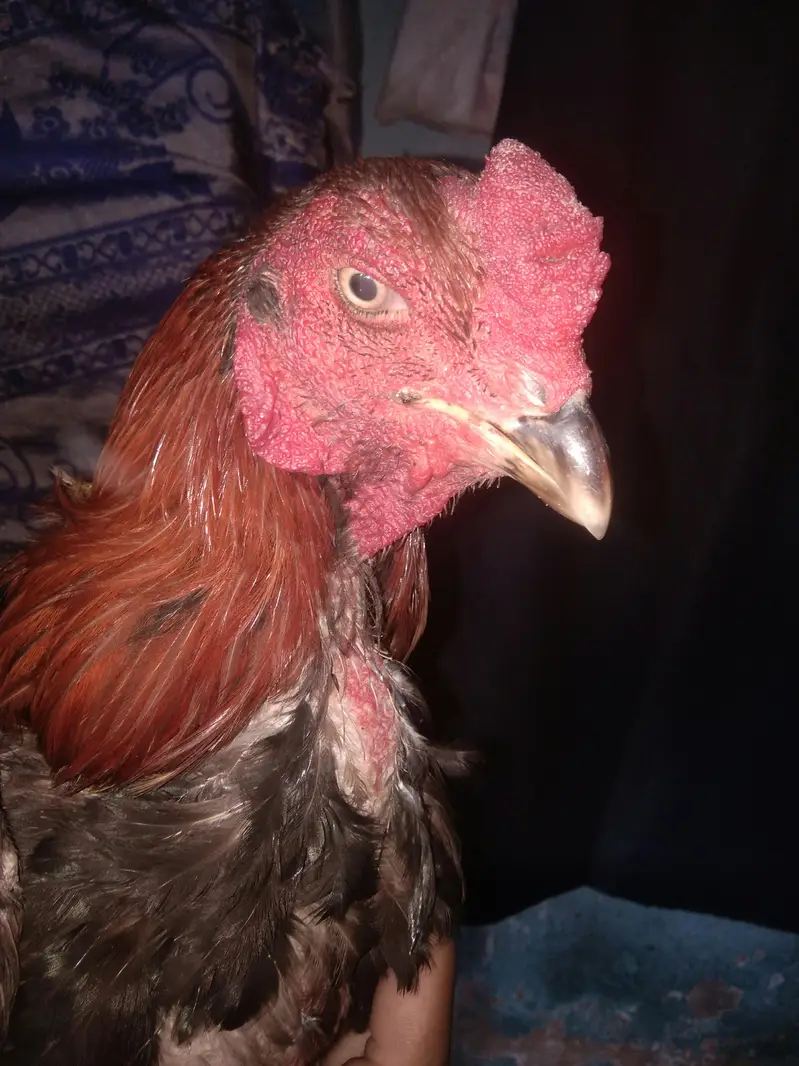 Thai vait nami cross murgha +Murghi+chicks — photo 2