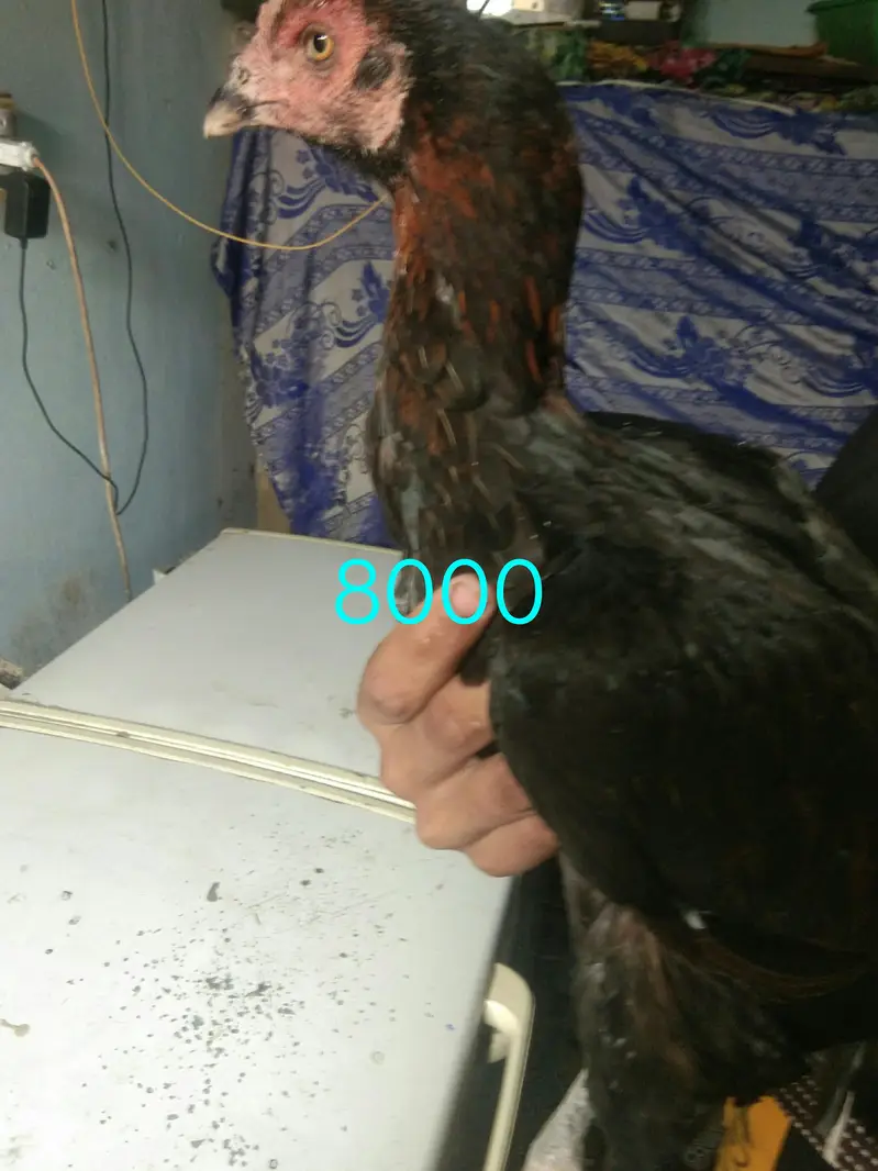 Thai vait nami cross murgha +Murghi+chicks — photo 5