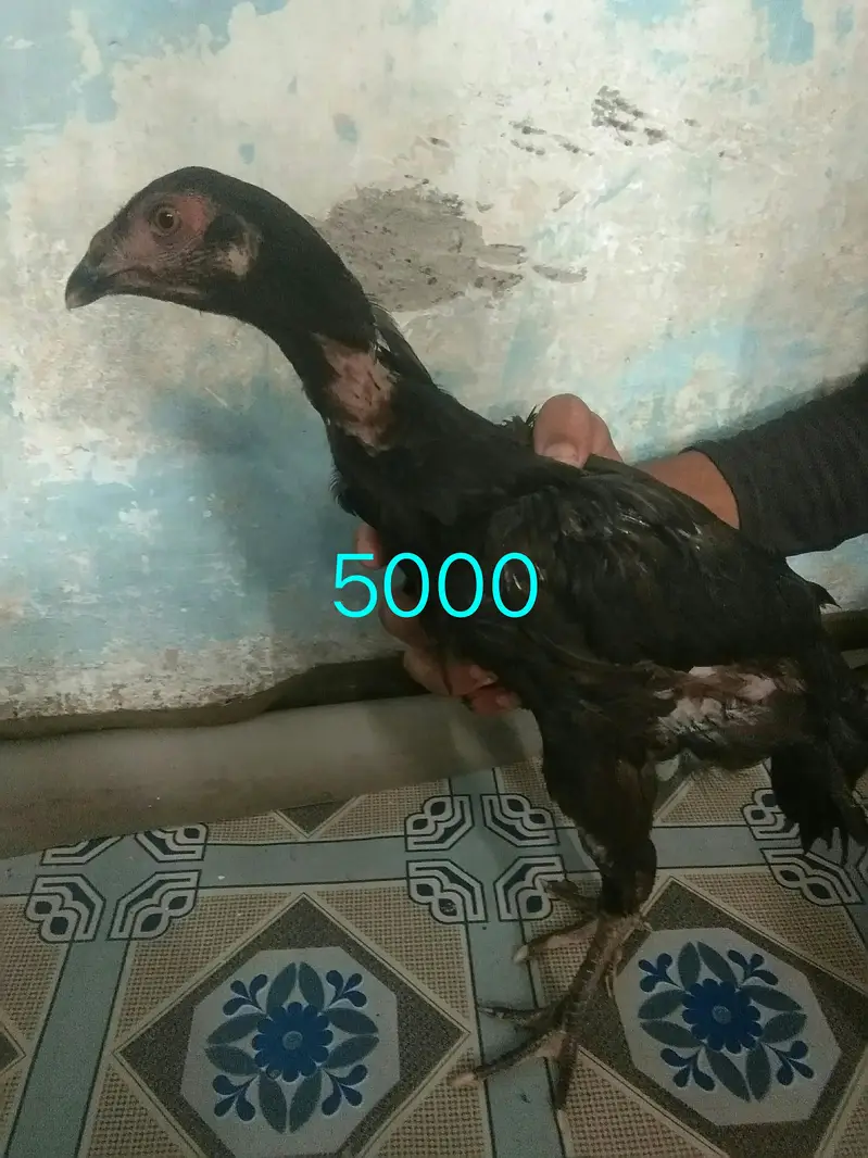 Thai vait nami cross murgha +Murghi+chicks — photo 7