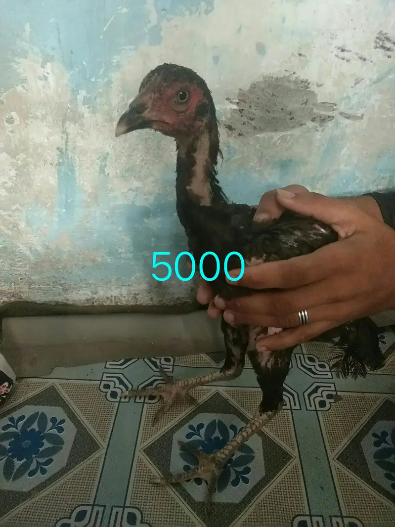 Thai vait nami cross murgha +Murghi+chicks — photo 9