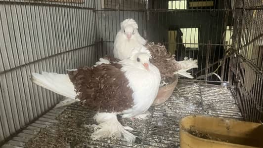All bird health and active