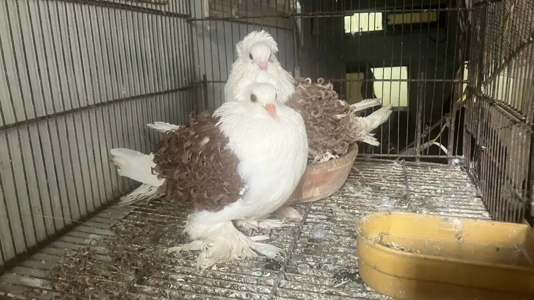 All bird health and active — photo 2